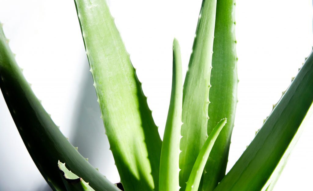 5 REASONS YOU SHOULD BE USING SKINCARE PRODUCTS WITH ALOE VERA
